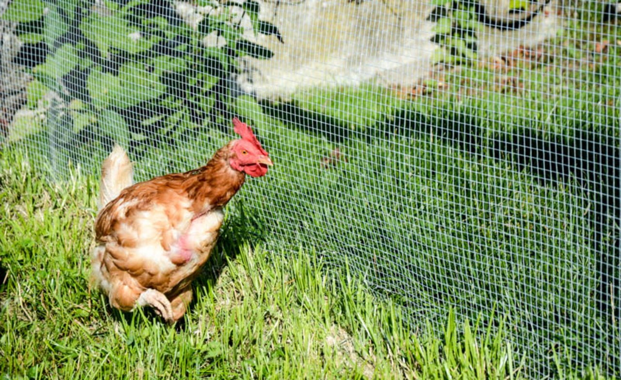 Die Eierproduktion verursacht jährlich 1,7 Mio Suppenhühner. (Bild sb)