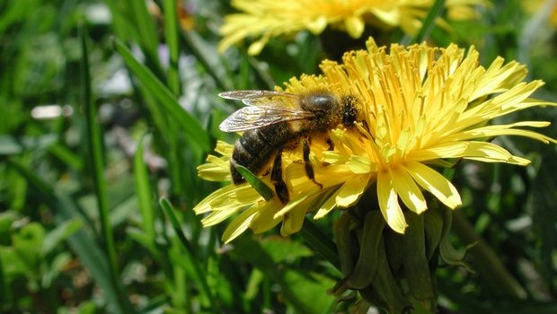 Blumenwiesen anstatt kurzgeschnittene Rasen, dies würde das Leben von Bienen erleichtern. (Bild BauZ)