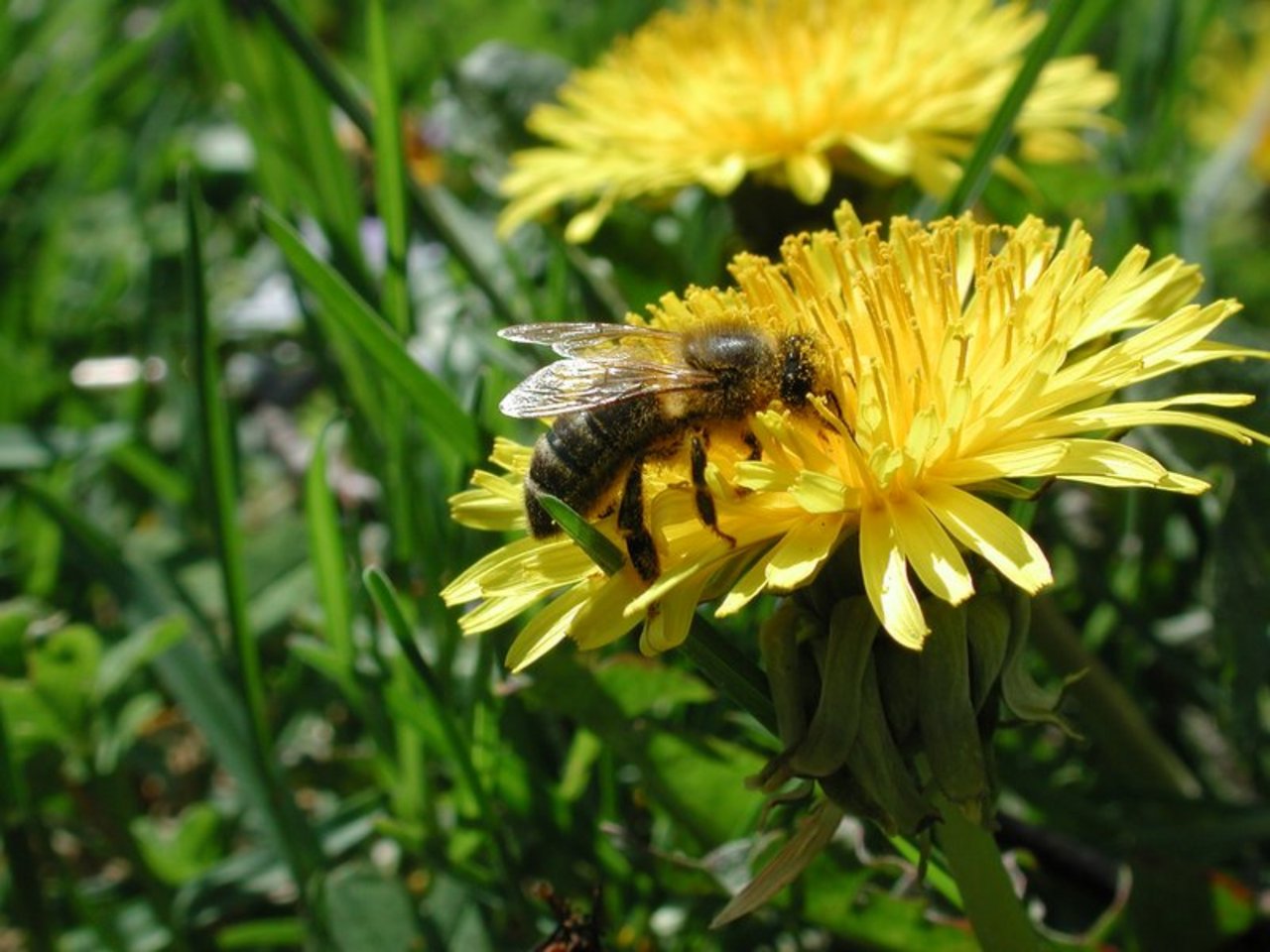 Blumenwiesen anstatt kurzgeschnittene Rasen, dies würde das Leben von Bienen erleichtern. (Bild BauZ)