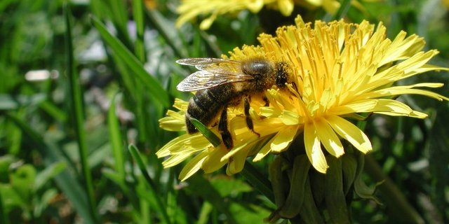 Blumenwiesen anstatt kurzgeschnittene Rasen, dies würde das Leben von Bienen erleichtern. (Bild BauZ)