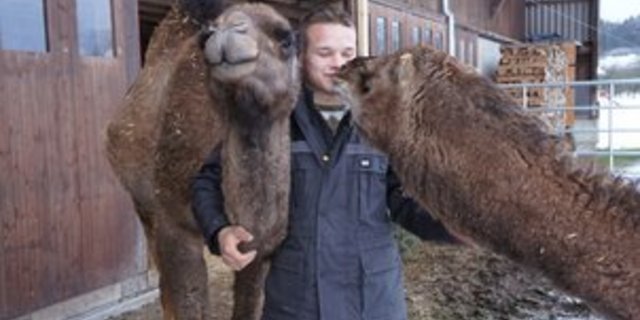 Mario Koch mit zwei seiner Kamele, die bereits nach kurzer Zeit zutraulich wurden. Dereinst will Koch die Milch der Tiere verkaufen. (Bild mb)