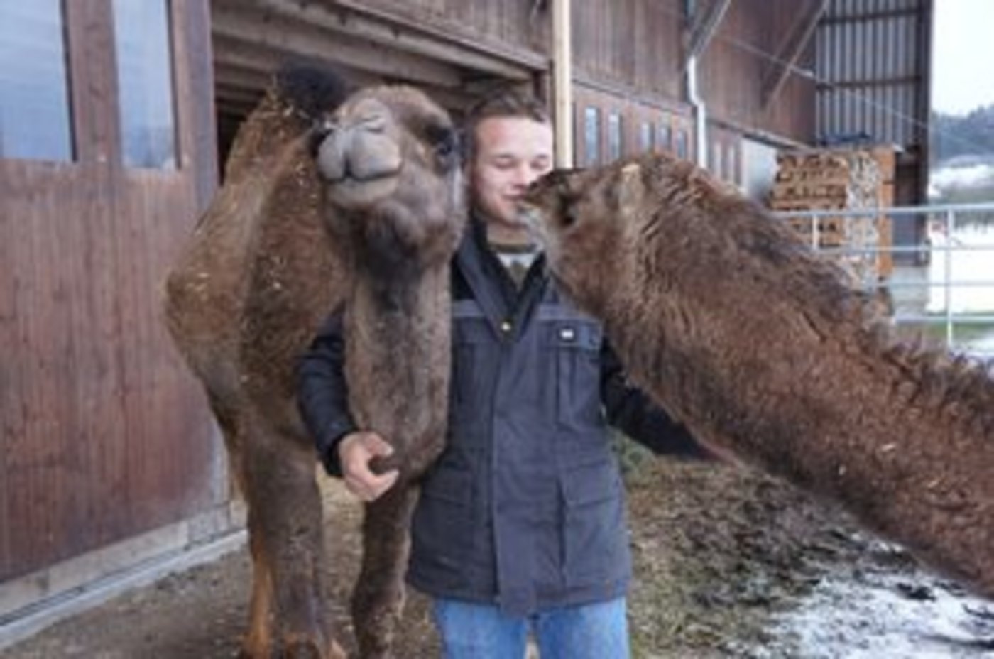 Mario Koch mit zwei seiner Kamele, die bereits nach kurzer Zeit zutraulich wurden. Dereinst will Koch die Milch der Tiere verkaufen. (Bild mb)