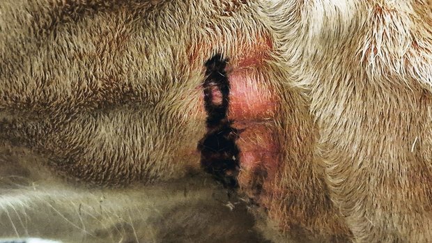 Euterspalt-Ekzeme sind vermehrt bei älteren Tieren zu beobachten, sie können jucken, schmerzen oder auch bluten. Im schlimmsten Fall führen sie zum Tod. 