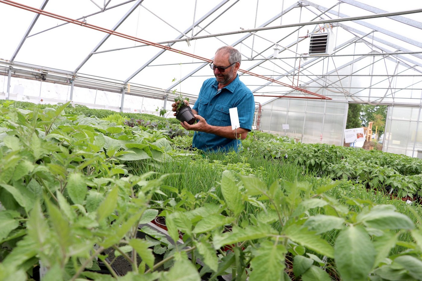 Hans Jörg Schilligers Leidenschaft für Pflanzen und die Auswahl in der Neuhof-Gärtnerei: Beide sind sehr gross. (Bilder Ruth Aerni)
