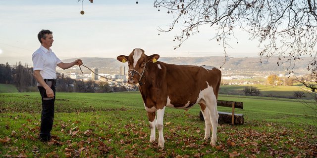 Der zukünftige Siegermuni wird in zwei Jahren zu Fuss auf das Festgelände des ESAF gehen können. (Bild Barbara Sorg / ESAF Pratteln im Baselbiet)