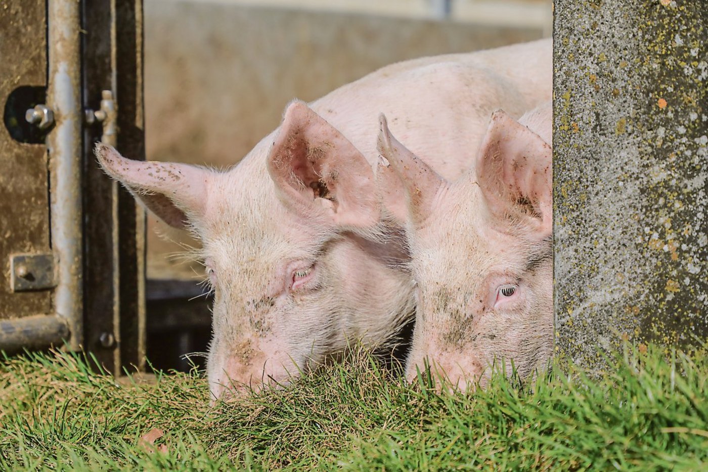 Bio-Schweine: Vor allem urbane Menschen in Zürich und Genf kaufen solches Fleisch.(Bild Peter Röthlisberger)
