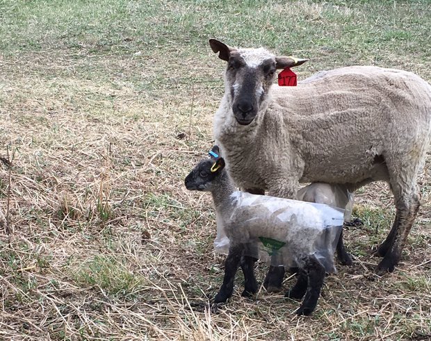 "Wir testen Lammregenjacken, da es in den nächsten Tagen kalt wird", schreibt Farmerin Liesel Kennedy. (Bild Twitter)