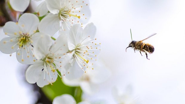 Zum Schutz von Bienen können alle Beteiligten etwas tun, Imker, Bauern und Forscher. (Bild Pixabay)