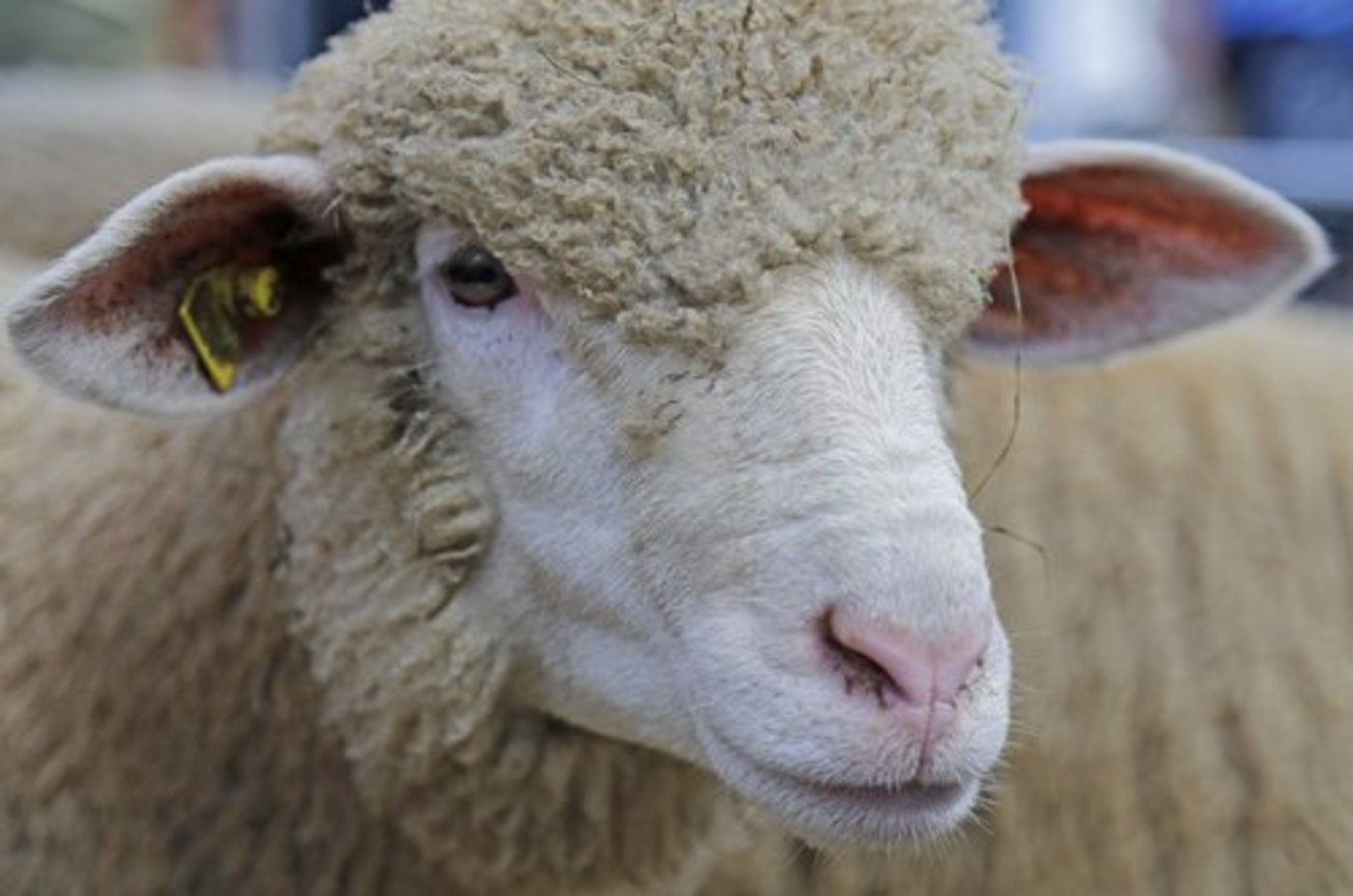 2014 wurden im Kanton Freiburg insgesamt 37 Schafe gerissen. (Bild: lid)