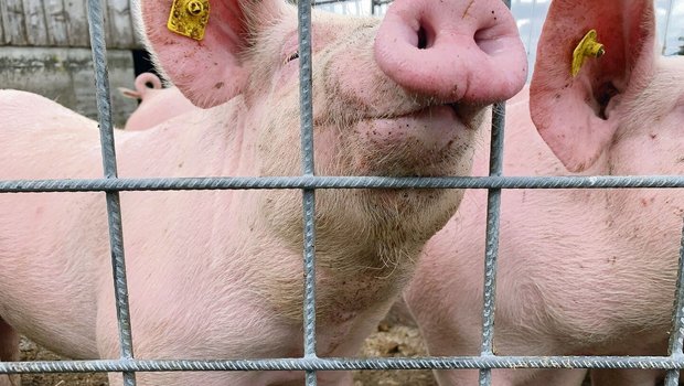 Schweine brachten wenig Scheine. Ein guter Riecher für bessere Erlöse reicht nicht. Wer aber seine wirtschaftlichen Kennzahlen kennt, kann seinen Betrieb optimieren. 