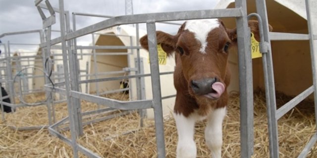 Immer mehr Kälber entstammen einer Samendose. (Bild BauZ)