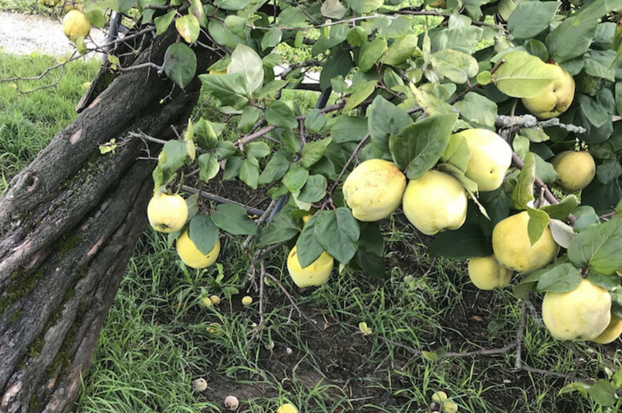 «Gyrenbader» hat gesunde Blätter und Früchte ohne chemischen Pflanzenschutz. 