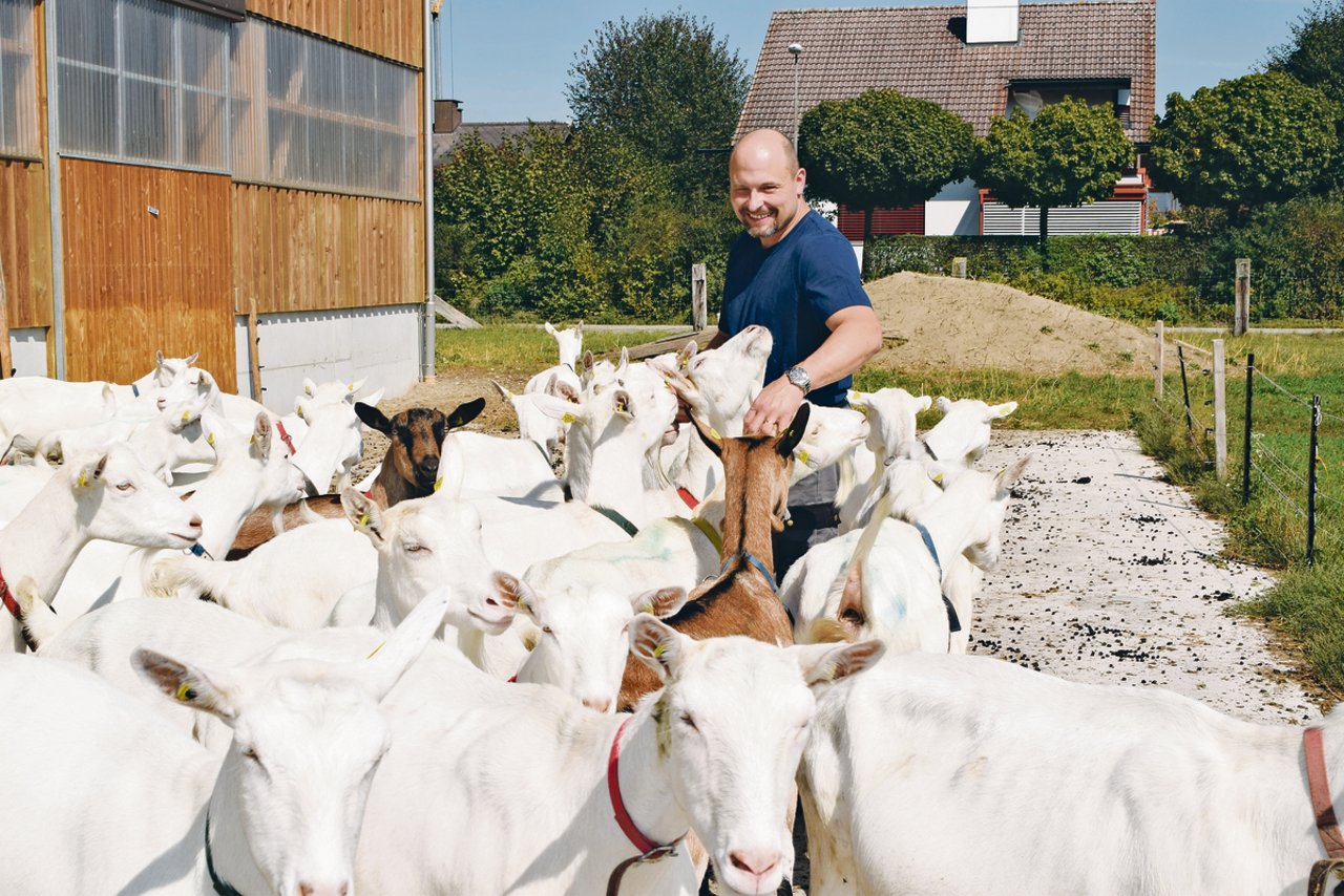Peter Blaser inmitten seiner zutraulichen Ziegenherde: Aus der Milch werden Spezialitäten, einerseits für Kuhmilchallergiker, aber auch für Liebhaber von traditionellem Handwerk.(Bild Daniela Joder)