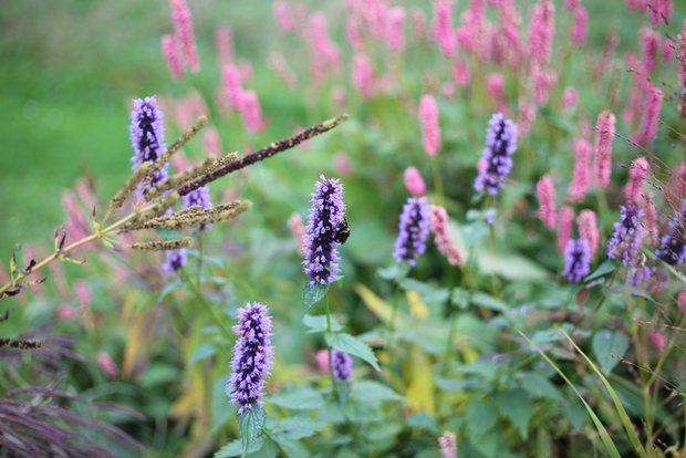 Genügend Unterschriften für Biodiversitäts-Initiative Mehr Biodiversität fordert eine kantonale Initiative. (Bild lid / ji)