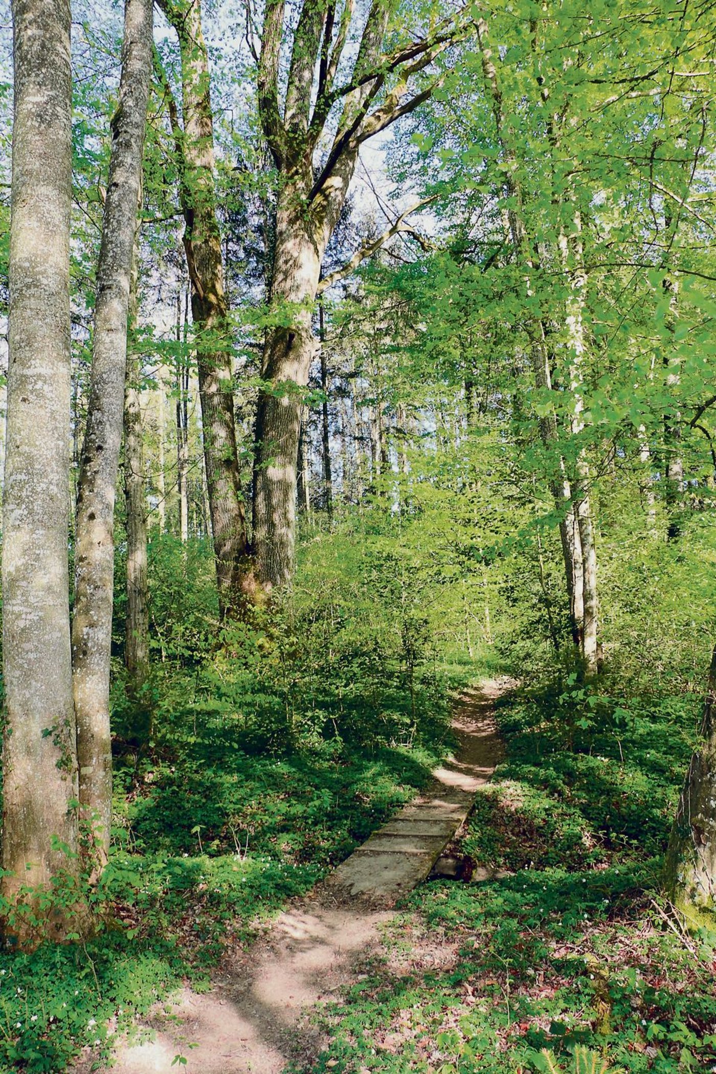 Der Güttinger Wald ist geprägt von mächtigen Eichen, die am Markt nach wie vor sehr gefragt sind.