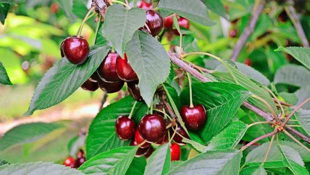 Die Kirschenproduzenten dürfen sich freuen: Aktuell wird in der gesamten Schweiz mit einer mengenmässig und qualitativ guten Ernte gerechnet. 