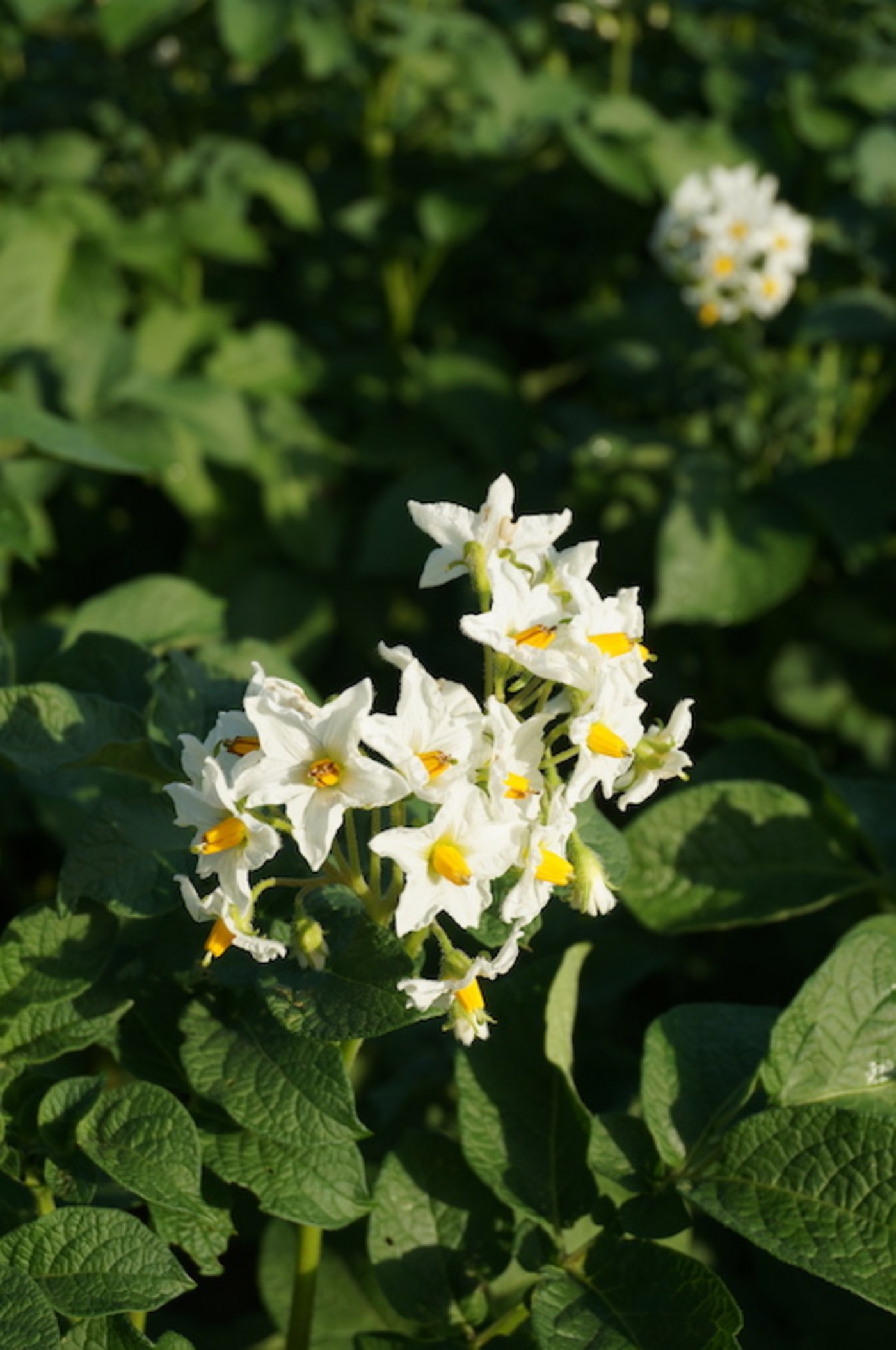 Die Sorte Agria ist beliebt für die Herstellung von Pommes Frites... 