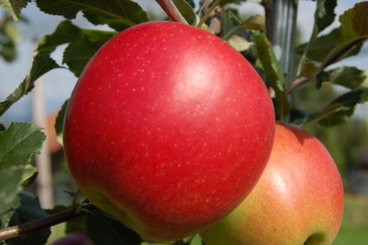 Es wurden nicht ganz so viele Tafeläpfel geerntet, wie ursprünglich angenommen. (Bild lid)