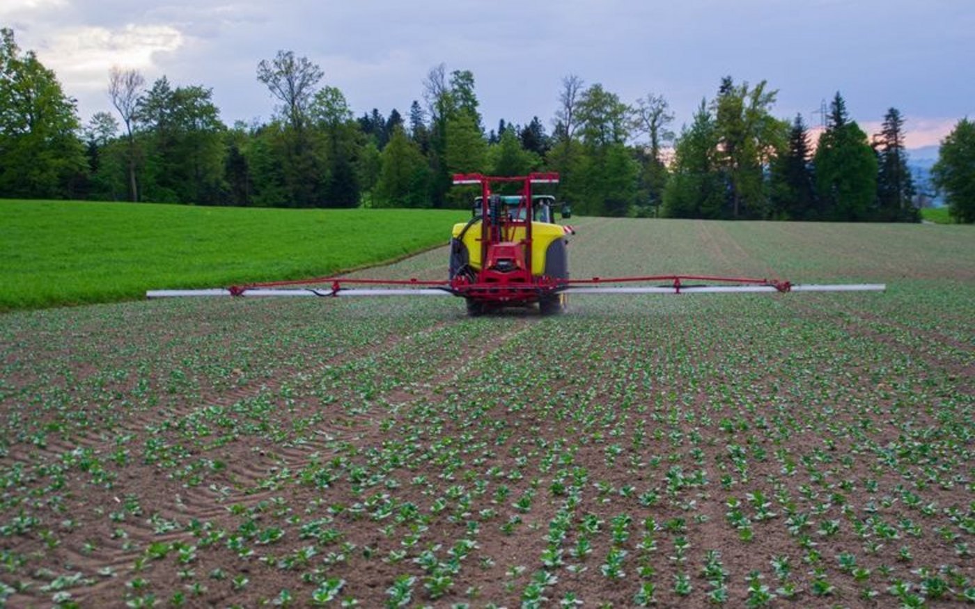 Die Technik ist dieselbe wie beim Ausbringen von Pestiziden, die Spritze enthält allerdings Komposttee. Adrian Rubi setzt den Tee hier als Blattbehandlung in seinen Ackerbohnen im luzernischen Ruswil ein. (Bild Adrian Rubi)
