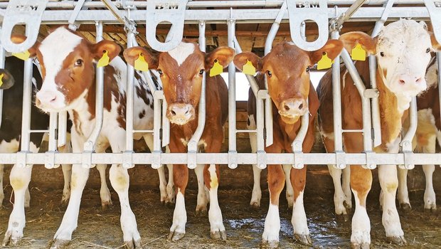 Eine Gruppe roter Herdebuchkälber. Was optisch nicht sichtbar ist, kommt auf dem Abstammungsschein zur Geltung. La Toya (2. v. r.) ist ein C-Tier. Ihre Mutter, ein RH-Rind, wurde im Natursprung von einem SF-Stier belegt. Damit ist La Toya ein Kreuzungsprodukt. (Bild sb)