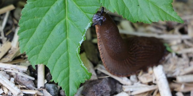 Pflanzenschutz im Garten: Schnecken können mit Nematoden bekämpft werden. (Foto: Eveline Dudda)