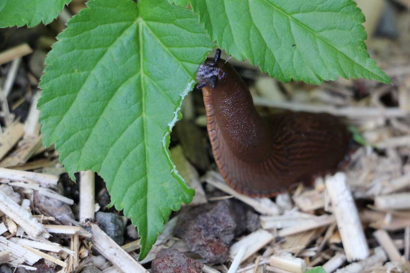 Pflanzenschutz im Garten: Schnecken können mit Nematoden bekämpft werden. (Foto: Eveline Dudda)