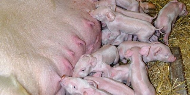 Seit Spätsommer werden weniger Sauen belegt. Dies sollte sich irgendwann auf das Jagerangebot auswirken.