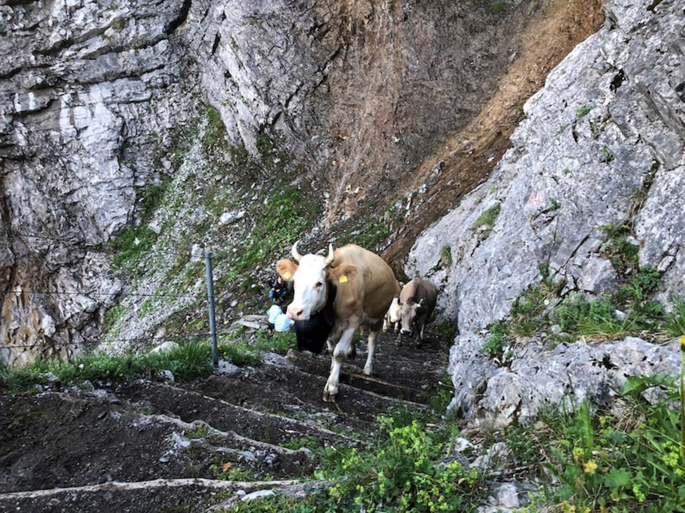 Der Weg ist steil: Oben angekommen wartet saftiges Gras. (Bilder zVg)