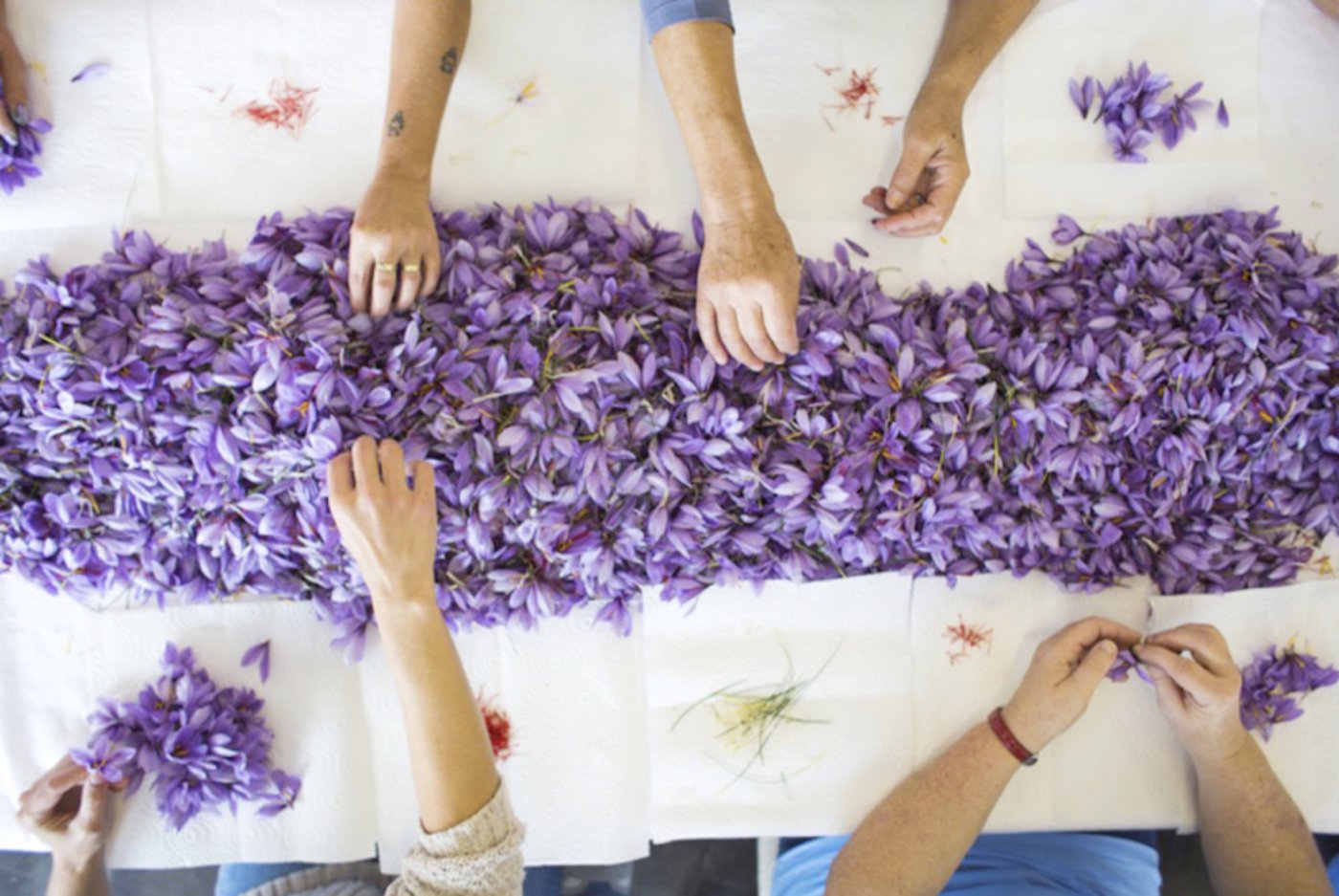Die Blüten von rund 300 000 Aargauer Safranknollen werden von den Helferinnen verarbeitet (Foto: zVg).