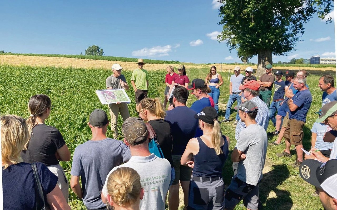 «Wir mussten die Rübe zuerst lernwilligen Einzeltieren präsentieren, damit diese sie essen», erklärte Pierre Aeby die Herausforderung der Angewöhnung den angereisten Landwirtinnen und Landwirten. 