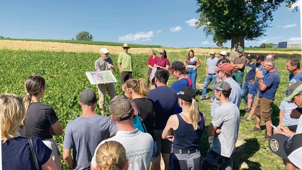 «Wir mussten die Rübe zuerst lernwilligen Einzeltieren präsentieren, damit diese sie essen», erklärte Pierre Aeby die Herausforderung der Angewöhnung den angereisten Landwirtinnen und Landwirten. 