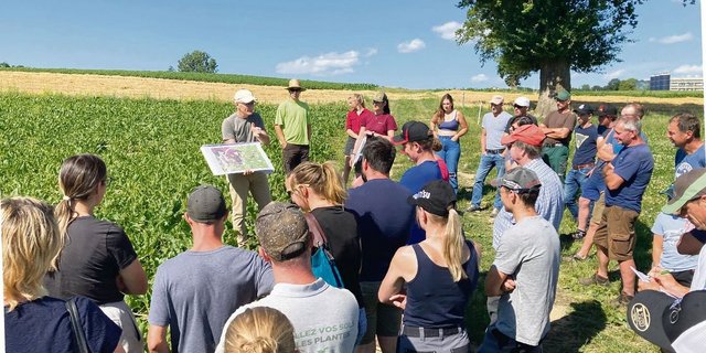 «Wir mussten die Rübe zuerst lernwilligen Einzeltieren präsentieren, damit diese sie essen», erklärte Pierre Aeby die Herausforderung der Angewöhnung den angereisten Landwirtinnen und Landwirten. 