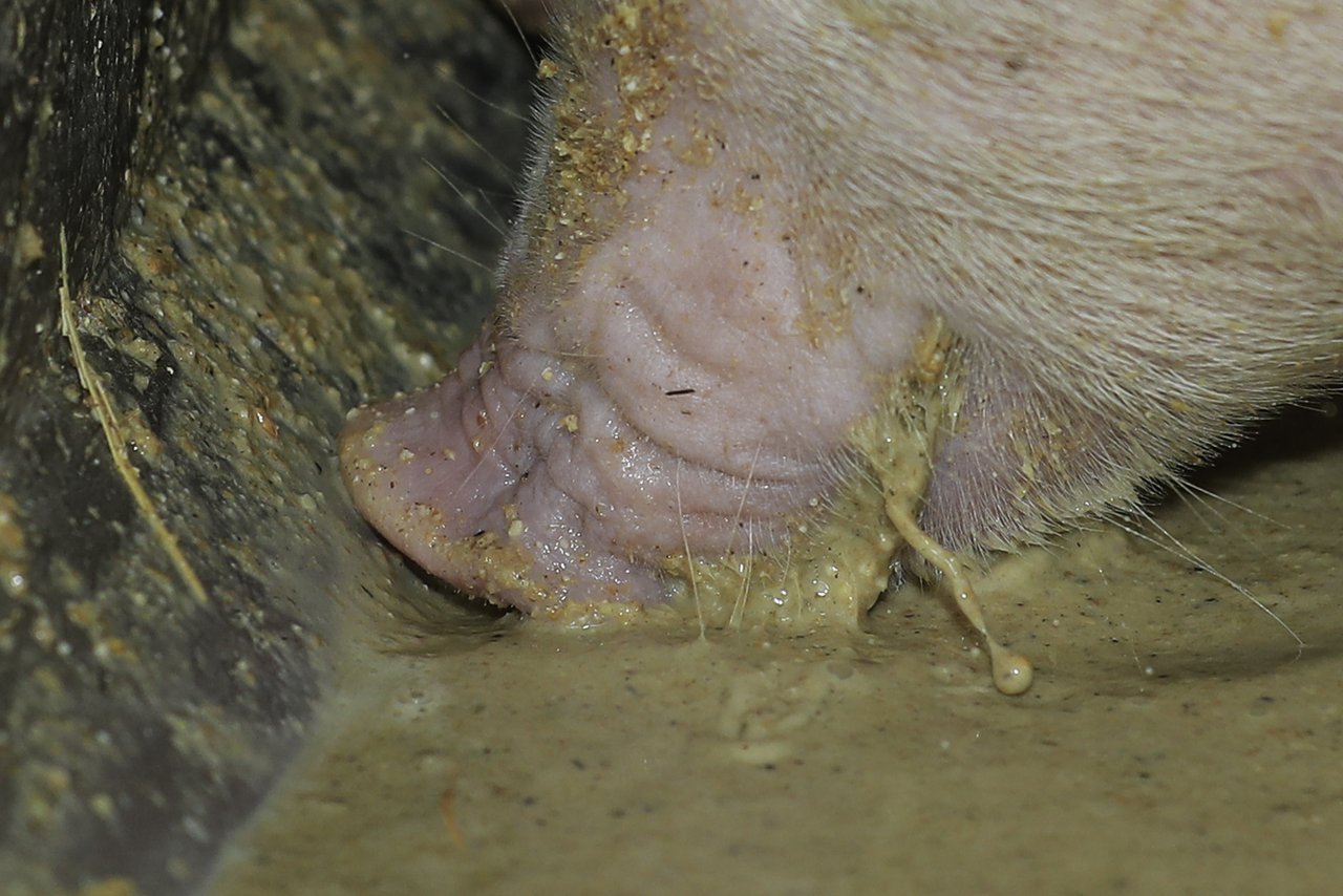 In der Breifütterung helfen grobe Bestandteile wie ganze Gerstenkörnern, Spelzen oder Ähnlichem ein Magengeschwür bei Schweinen vorzubeugen. (Bild Peter Röthlisberger)