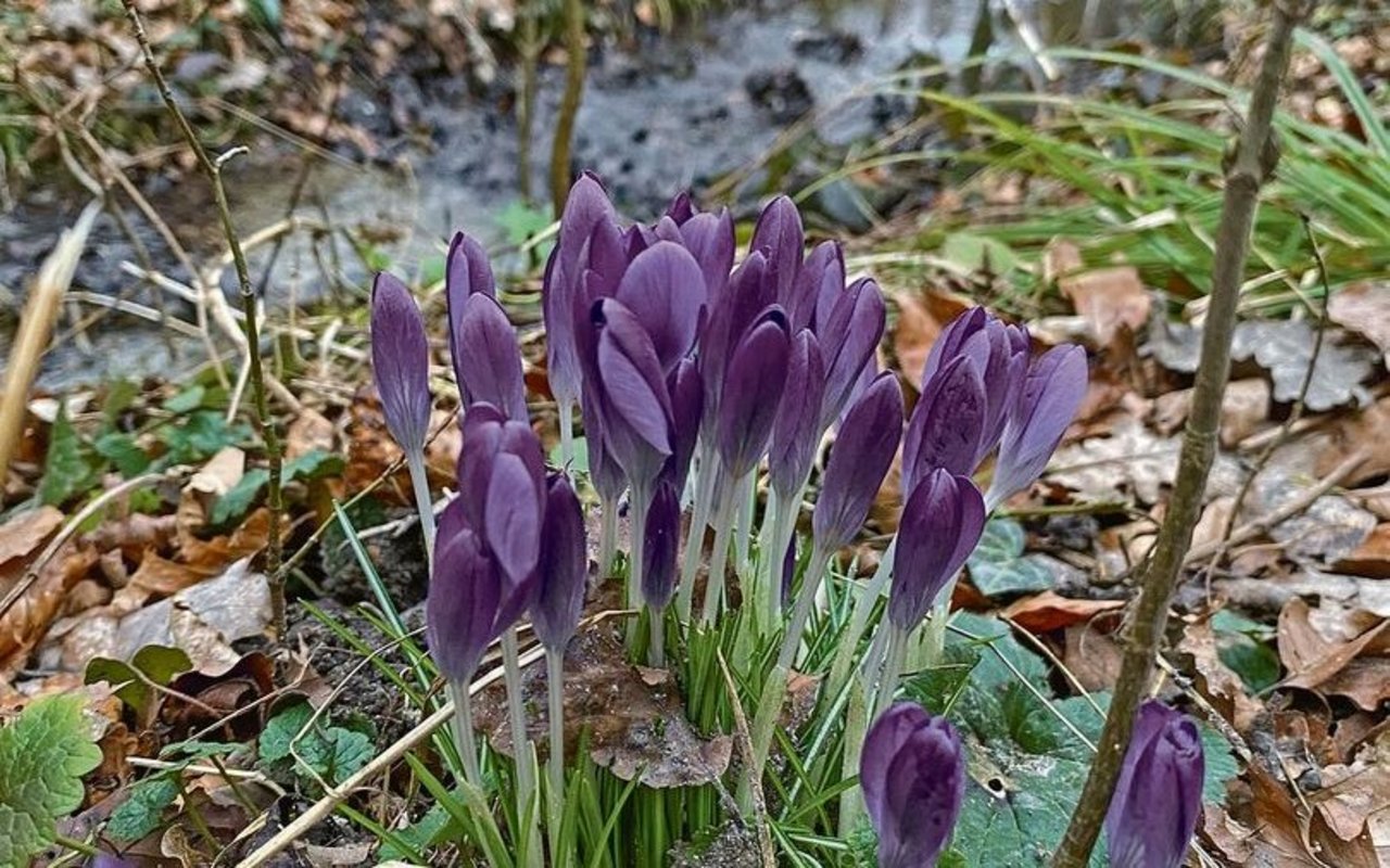 Erste Frühblüher setzen farbige Akzente auf den noch ziemlich tristen Waldboden. 