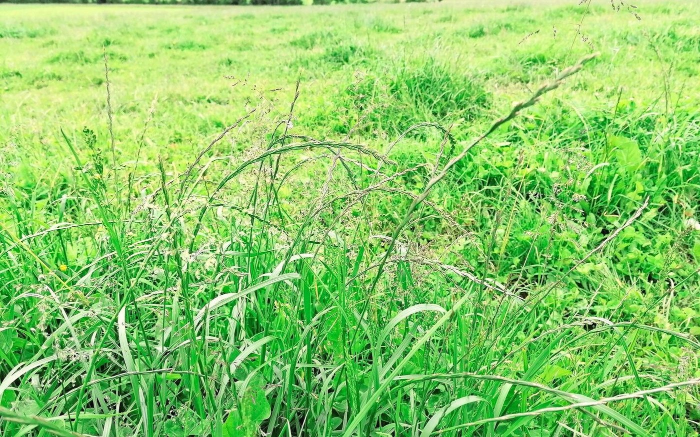 Ein Resultat der schwierigen Wetterlage: Geilstellen mit überständigem Futter.
