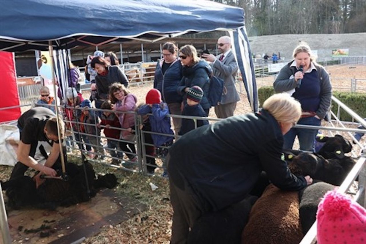 Schafscherer Toni Felder verhilft den Schafen zur Frühlingsgarderobe.