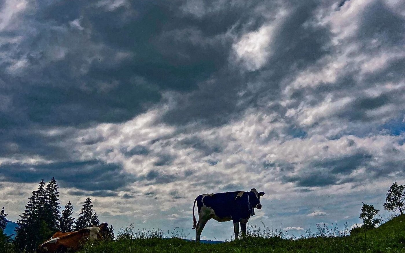 Was ist der Preishorizont für die Milch dieser künftigen Kuh? Die Zeichen deuten auf eine weitere Zunahme.