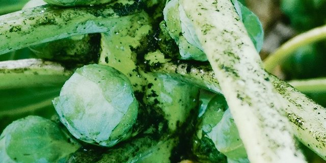 Nebst der Nässe ist auch schwarzer Russtaupilz, der durch Honigtau der Weissen Fliege entsteht, ein grosses Problem. Obwohl er abwasch- und abrüstbar ist, gilt er als Qualitätsmangel. (Bilder zVg)