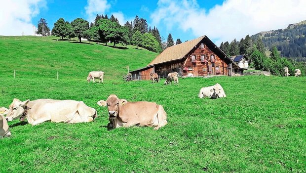 Zufriedene Kühe auf Zufriedene Kühe auf saftigen Alpweiden, dieses Bild prägt das Tourismusgebiet Rigi. Das Absatzpotenzial für Alpkäse möchten neun Rigi-Älpler mit der neuen Käserei auf Rigi First zukünftig vermehrt nutzen.