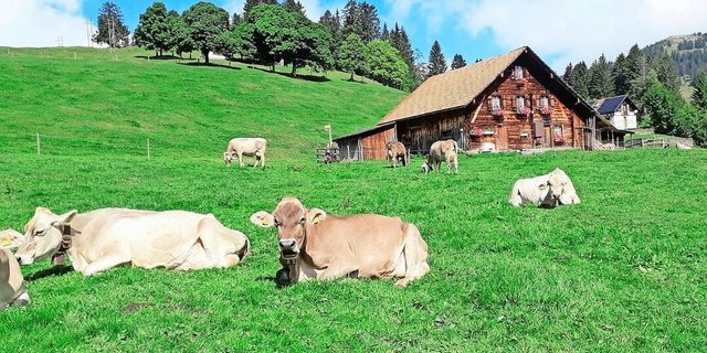 Zufriedene Kühe auf saftigen Alpweiden, dieses Bild prägt das Tourismusgebiet Rigi. Das Absatzpotenzial für Alpkäse möchten neun Rigi-Älpler mit der neuen Käserei auf Rigi First zukünftig vermehrt nutzen.