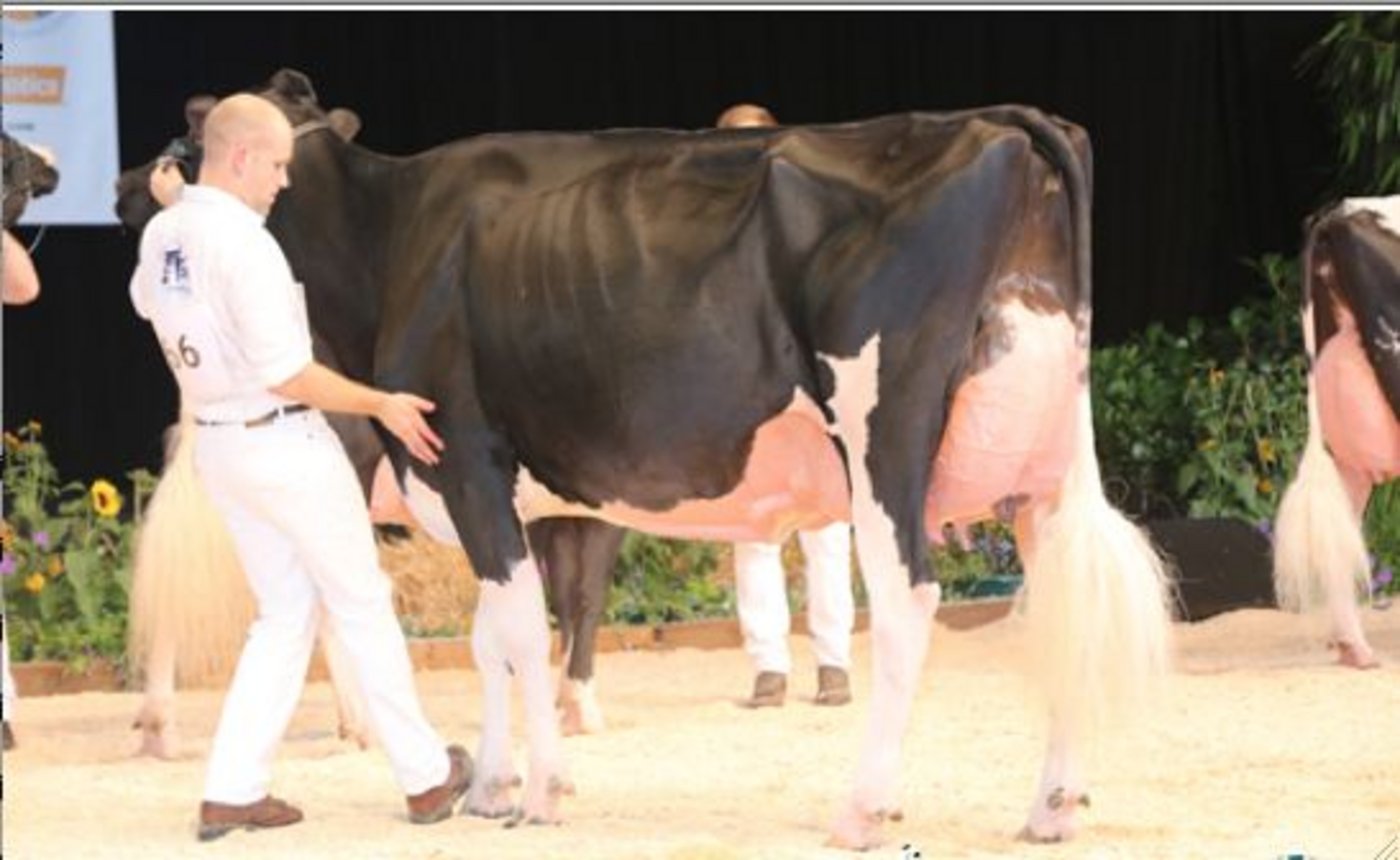 Europameisterin wurde Atwood Galys-Vray von Junker, Staub und Al.BE.RO. Iffwil BE. (Bild Cowsmopolitan)