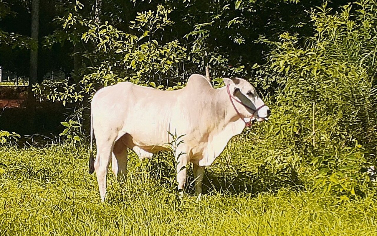Michèle Huber hält auf ihrem Hof Nelore-Rinder als Fleischrinderrasse, eine Zebuart, die ursprünglich aus Indien stammt und grosse Hitze toleriert. 