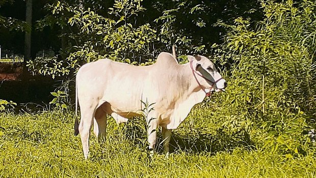 Michèle Huber hält a Michèle Huber hält auf ihrem Hof Nelore-Rinder als Fleischrinderrasse, eine Zebuart, die ursprünglich aus Indien stammt und grosse Hitze toleriert.