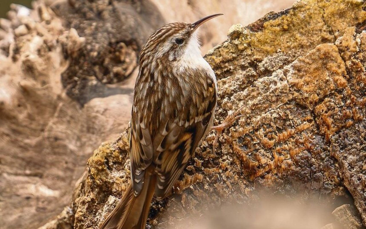 Das braun gefleckte Gefieder am Rücken ist eine gute Tarnung an borkiger Rinde. Die reinweisse Unterseite des abgebildeten Vogels deutet darauf hin, dass es sich um einen Wald- und keinen Gartenbaumläufer handelt.