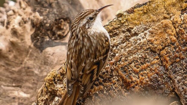 Das braun gefleckte Das braun gefleckte Gefieder am Rücken ist eine gute Tarnung an borkiger Rinde. Die reinweisse Unterseite des abgebildeten Vogels deutet darauf hin, dass es sich um einen Wald- und keinen Gartenbaumläufer handelt.