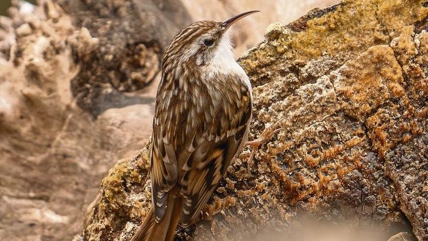 Das braun gefleckte Gefieder am Rücken ist eine gute Tarnung an borkiger Rinde. Die reinweisse Unterseite des abgebildeten Vogels deutet darauf hin, dass es sich um einen Wald- und keinen Gartenbaumläufer handelt.