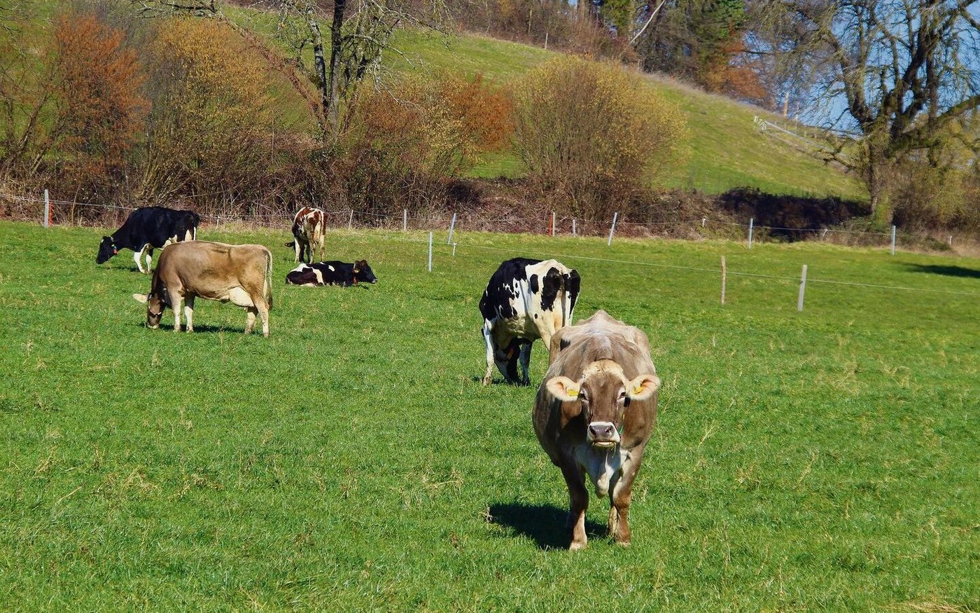 Man kann mit der Vorweide beginnen. Um starke Trittschäden zu vermeiden, Bodenfeuchtigkeit beobachten. 