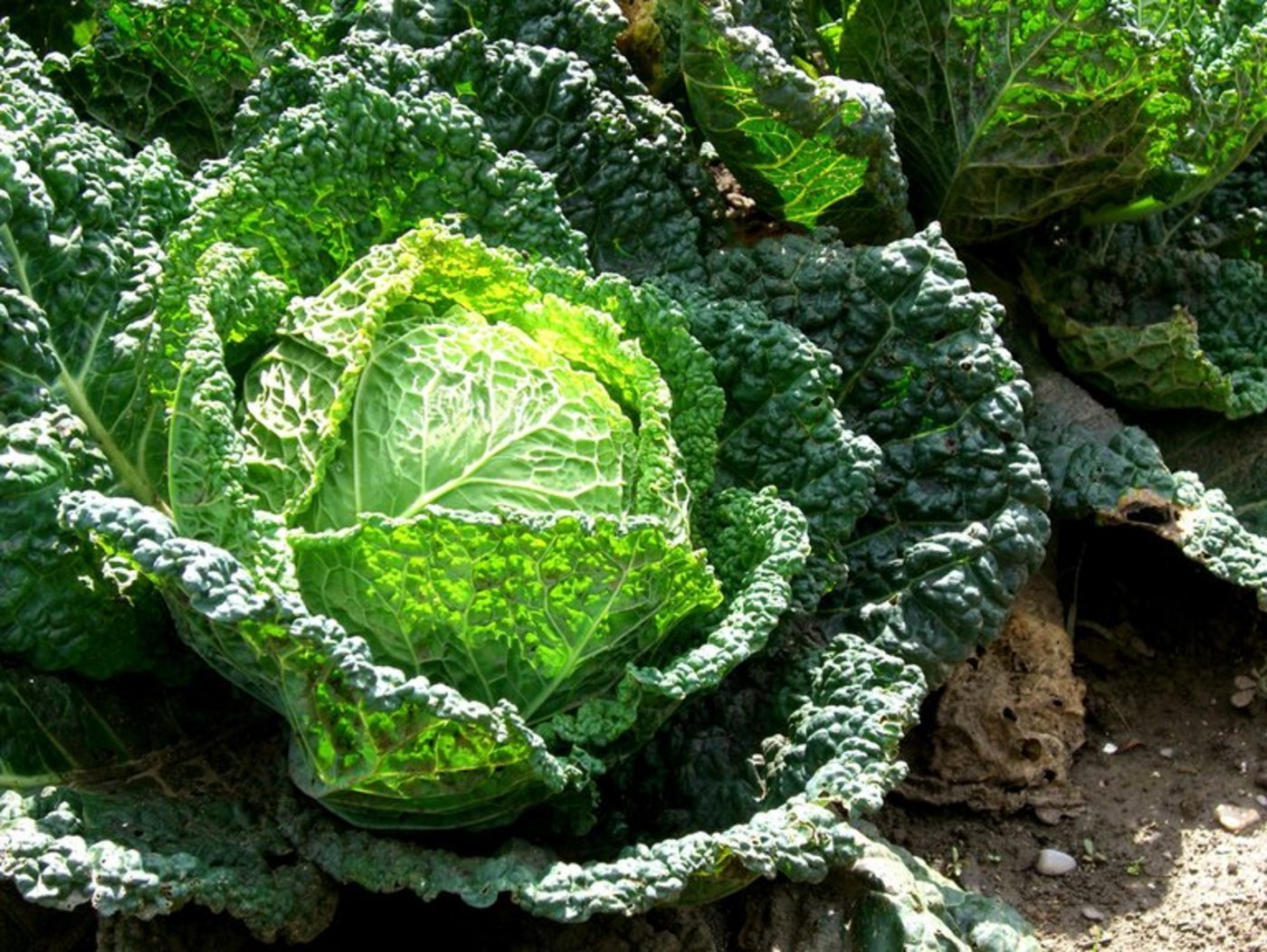 Krauser Geselle: Wirz. (Bild Marco Buchmann/landwirtschaft.ch)