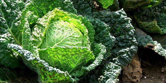 Krauser Geselle: Wirz. (Bild Marco Buchmann/landwirtschaft.ch)