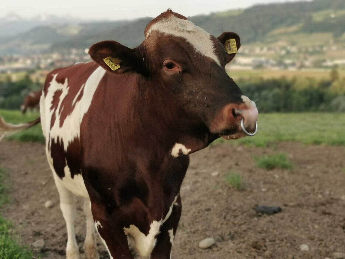 Zuchtstiere können diesen Herbst wieder an den Schauen mit integriertem Markt auflaufen. (Bild Simone Barth)